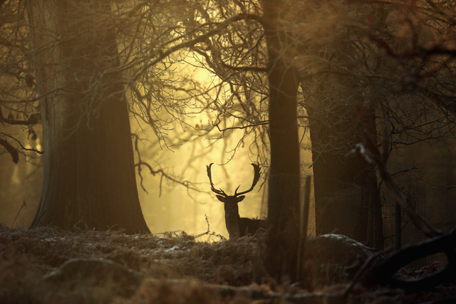 Compensation available for landowners wanting to protect forestlands