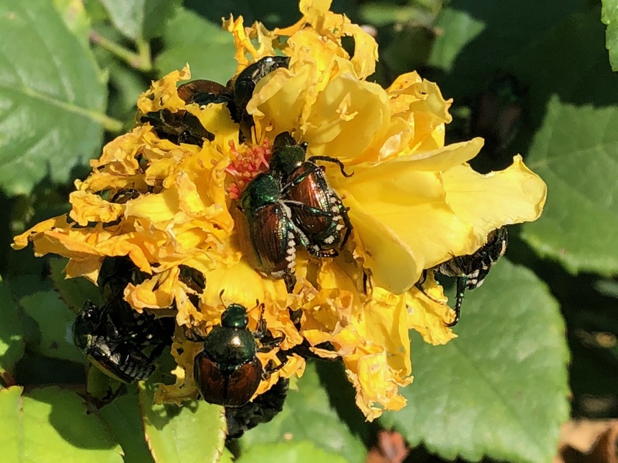 Japanese Beetles in egglaying mode; State trying to keep them out of