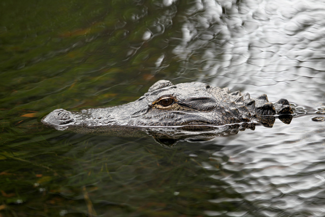 Woman killed in apparent alligator attack while walking dog on Hilton Head Island