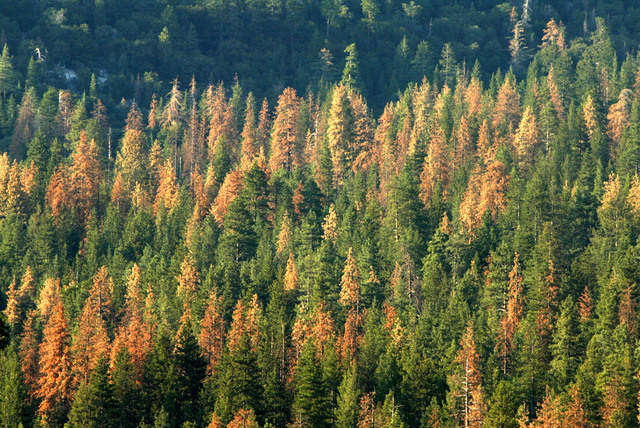 Man sentenced after illegally building road on Forest Service land