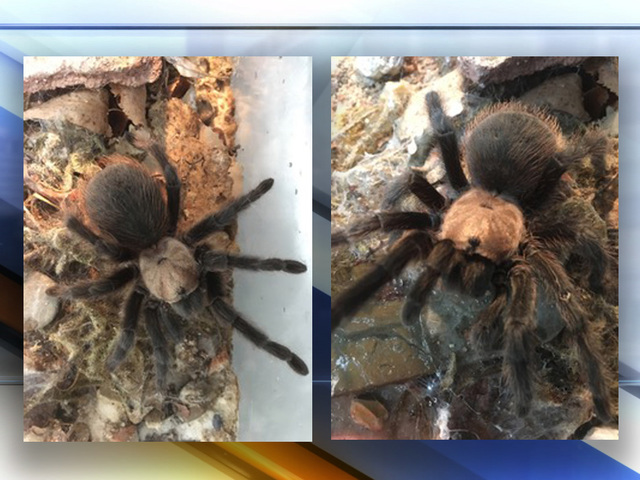 Troops of tarantulas: Arachnids become commonplace in southeastern Colorado during mating season