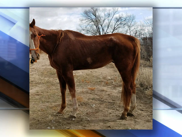 two horses two dead birds seized in el paso county animal cruelty